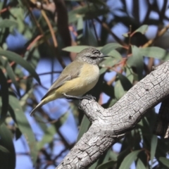 Acanthiza chrysorrhoa at Higgins, ACT - 24 Jun 2020