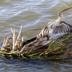 Anhinga novaehollandiae (Australasian Darter) at Belconnen, ACT - 3 Jul 2020 by AlisonMilton