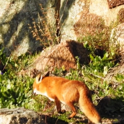 Vulpes vulpes (Red Fox) at McQuoids Hill - 2 Jul 2020 by HelenCross