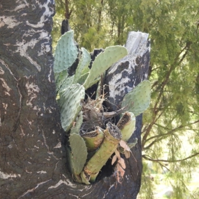 Opuntia stricta (Common Prickly Pear) at McQuoids Hill - 2 Jul 2020 by HelenCross