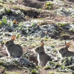 Oryctolagus cuniculus (European Rabbit) at McQuoids Hill - 2 Jul 2020 by HelenCross