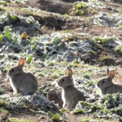 Oryctolagus cuniculus (European Rabbit) at Tuggeranong DC, ACT - 2 Jul 2020 by HelenCross