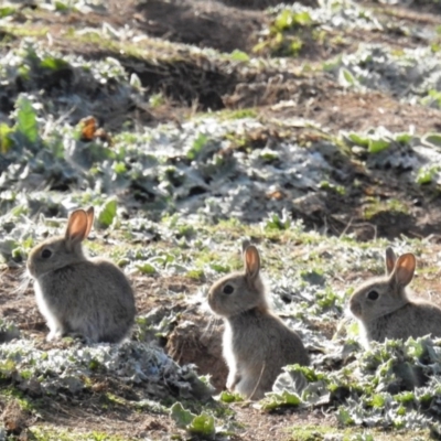 Oryctolagus cuniculus (European Rabbit) at Tuggeranong DC, ACT - 3 Jul 2020 by HelenCross