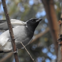 Coracina novaehollandiae (Black-faced Cuckooshrike) at Tuggeranong DC, ACT - 3 Jul 2020 by HelenCross