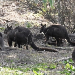 Osphranter robustus robustus (Eastern Wallaroo) at McQuoids Hill - 2 Jul 2020 by HelenCross