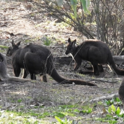 Osphranter robustus (Wallaroo) at McQuoids Hill - 2 Jul 2020 by HelenCross