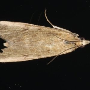 Achyra affinitalis at Ainslie, ACT - 27 Nov 2019 08:40 PM