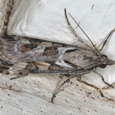 Nomophila corticalis (A Crambid moth (Spilomelinae) at Ainslie, ACT - 27 Nov 2019 by jb2602