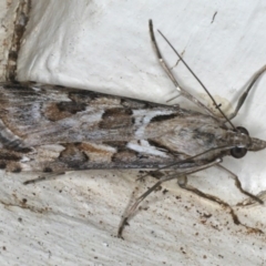 Nomophila corticalis (A Snout Moth) at Ainslie, ACT - 27 Nov 2019 by jbromilow50