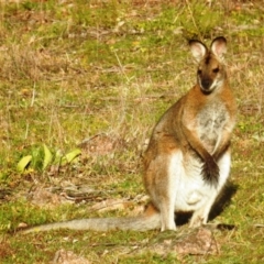 Notamacropus rufogriseus (Red-necked Wallaby) at McQuoids Hill - 2 Jul 2020 by HelenCross