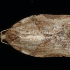 Epiphyas postvittana (Light Brown Apple Moth) at Ainslie, ACT - 27 Nov 2019 by jb2602