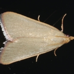 Ocrasa acerasta (A Pyralid moth) at Ainslie, ACT - 27 Nov 2019 by jbromilow50