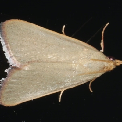 Ocrasa acerasta (A Pyralid moth) at Ainslie, ACT - 27 Nov 2019 by jbromilow50