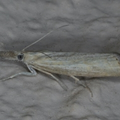 Faveria tritalis (Couchgrass Webworm) at Ainslie, ACT - 27 Nov 2019 by jb2602