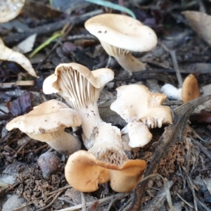 Clitocybe s. l. at Cook, ACT - 12 May 2020 08:49 AM