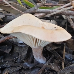 Clitocybe s. l. at Cook, ACT - 12 May 2020 08:49 AM