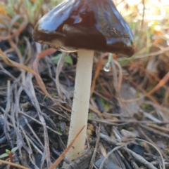 Oudemansiella 'radicata group' (Rooting shank) at Mount Painter - 22 Jun 2020 by drakes