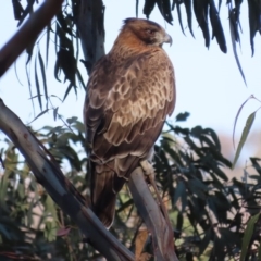 Hieraaetus morphnoides (Little Eagle) at Red Hill Nature Reserve - 3 Jul 2020 by roymcd