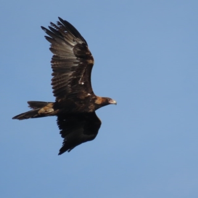 Aquila audax (Wedge-tailed Eagle) at Garran, ACT - 3 Jul 2020 by roymcd