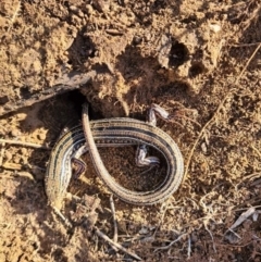 Ctenotus robustus (Robust Striped-skink) at Oakey Hill - 2 Jul 2020 by ChrisHolder