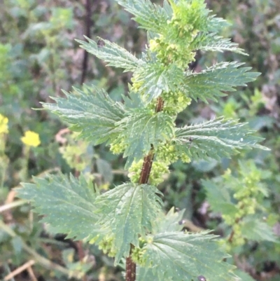 Urtica urens (Small Nettle) at Majura, ACT - 3 Jul 2020 by JaneR