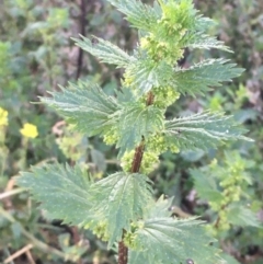 Urtica urens (Small Nettle) at Mount Ainslie - 3 Jul 2020 by JaneR