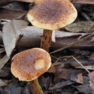 zz agaric (stem; gills not white/cream) at Cotter River, ACT - 29 May 2020 01:28 PM