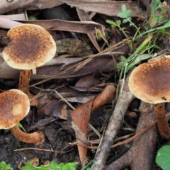 zz agaric (stem; gills not white/cream) at Cotter River, ACT - 29 May 2020 01:28 PM