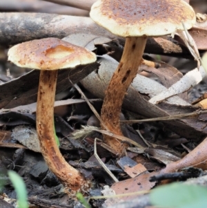 zz agaric (stem; gills not white/cream) at Cotter River, ACT - 29 May 2020