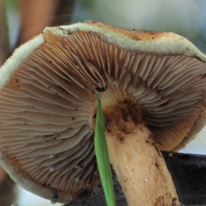 zz agaric (stem; gills not white/cream) at Cotter River, ACT - 29 May 2020 01:28 PM