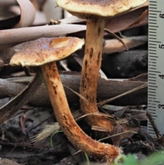 zz agaric (stem; gills not white/cream) at Cotter River, ACT - 29 May 2020
