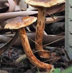 zz agaric (stem; gills not white/cream) at Cotter River, ACT - 29 May 2020 01:28 PM