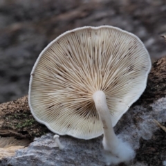 zz agaric (stem; gills white/cream) at Cotter River, ACT - 29 May 2020 by KenT