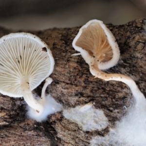 zz agaric (stem; gills white/cream) at Cotter River, ACT - 29 May 2020