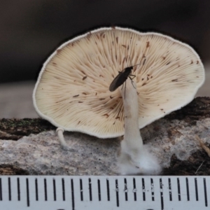 zz agaric (stem; gills white/cream) at Cotter River, ACT - 29 May 2020