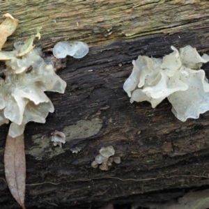 Tremella fuciformis at Cotter River, ACT - 29 May 2020