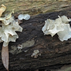 Tremella fuciformis (Snow Fungus) at Cotter River, ACT - 29 May 2020 by KenT