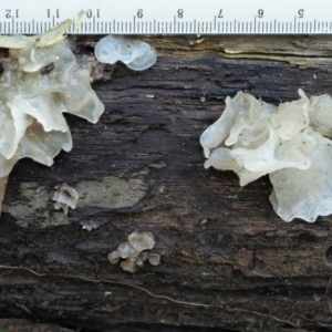 Tremella fuciformis at Cotter River, ACT - 29 May 2020 12:28 PM