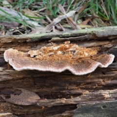 Rhodofomitopsis lilacinogilva complex (Lilac Shelf Fungus) at Cotter River, ACT - 29 May 2020 by KenT