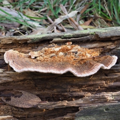 Rhodofomitopsis lilacinogilva complex (Lilac Shelf Fungus) at Cotter River, ACT - 28 May 2020 by KenT