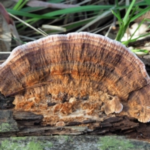 Rhodofomitopsis lilacinogilva complex at Cotter River, ACT - 29 May 2020