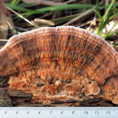 Rhodofomitopsis lilacinogilva complex at Cotter River, ACT - 29 May 2020