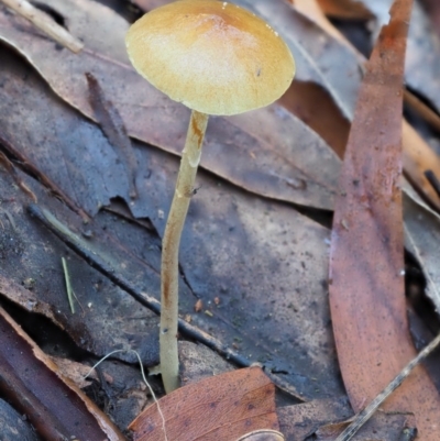 zz agaric (stem; gills not white/cream) at Lower Cotter Catchment - 29 May 2020 by KenT