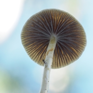 zz agaric (stem; gills not white/cream) at Cotter River, ACT - 29 May 2020