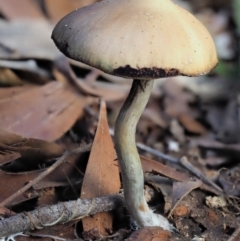 Psilocybe sp. (Psilocybe) at Cotter River, ACT - 29 May 2020 by KenT