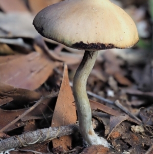 Psilocybe sp. at suppressed - suppressed