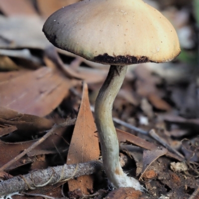 Psilocybe sp. (Psilocybe) at Cotter River, ACT - 29 May 2020 by KenT