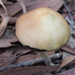 Psilocybe sp. at suppressed - 29 May 2020