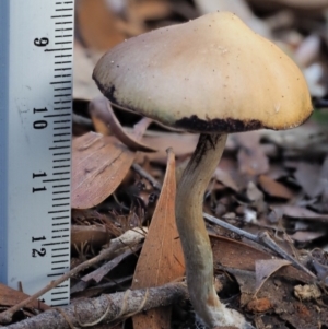 Psilocybe sp. at suppressed - 29 May 2020