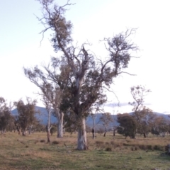 Eucalyptus blakelyi (Blakely's Red Gum) at Lanyon - northern section A.C.T. - 25 Jun 2020 by MichaelBedingfield